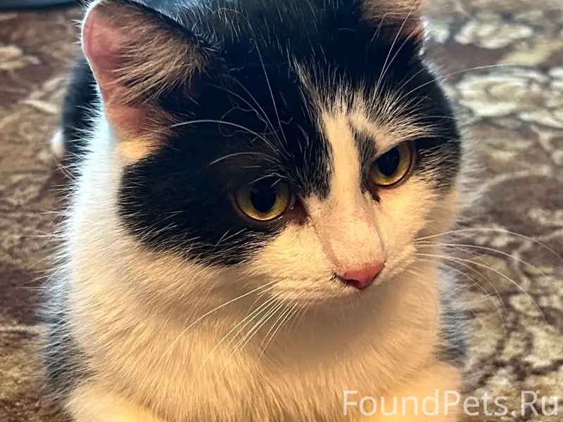 Найден кот, территория баз бродовского терминала