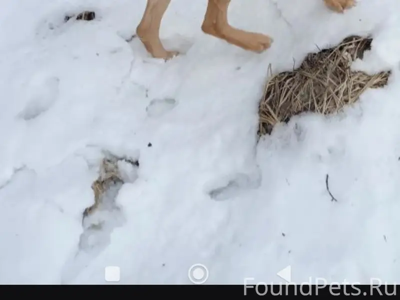 Пропал мальчик русская гончая, был с ошейником