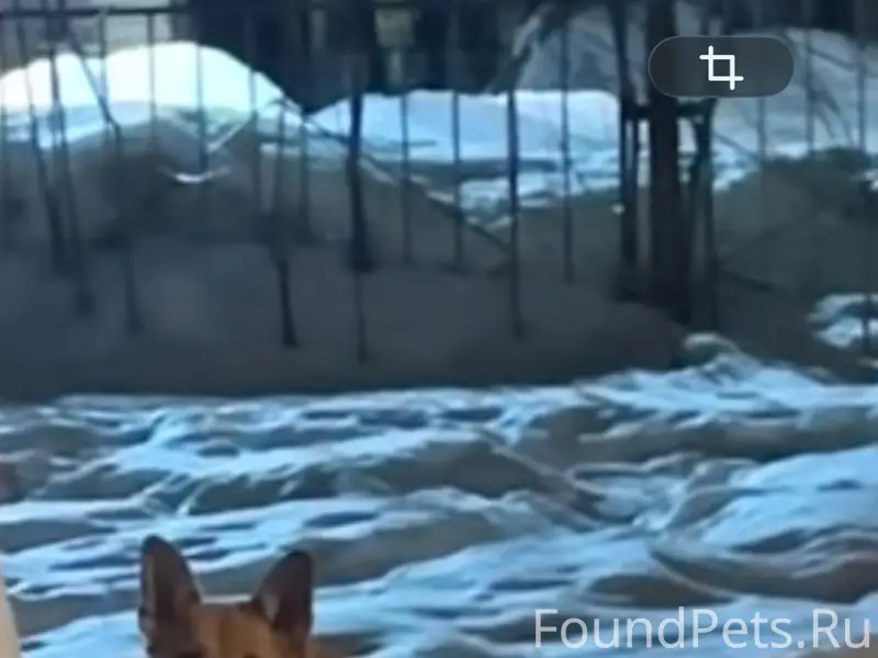 Найдена собака, Первомайская (Электросталь)