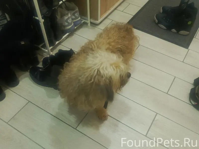 Найден тип собака, [место] площадь славы