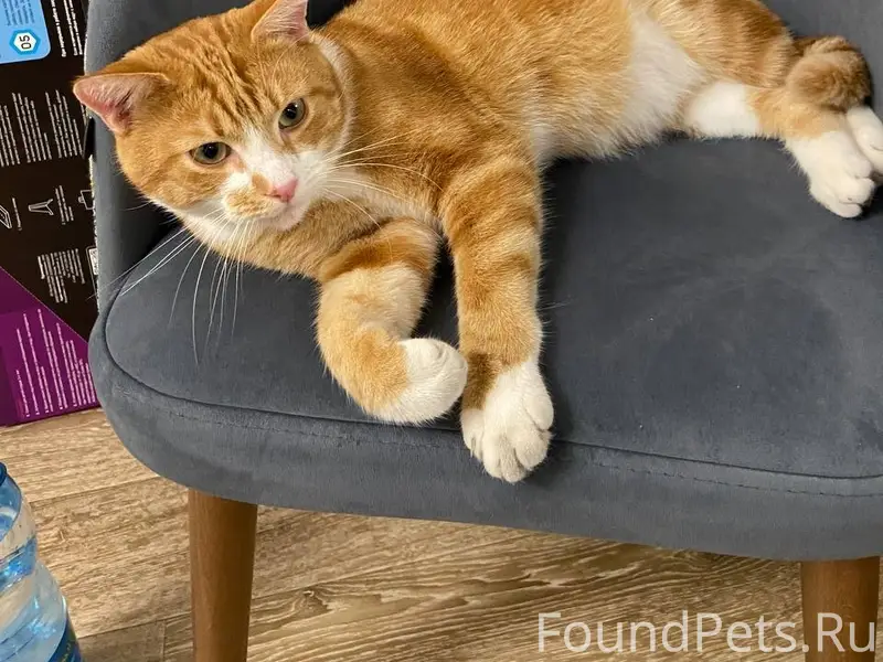 Найден кот, Балтрайон