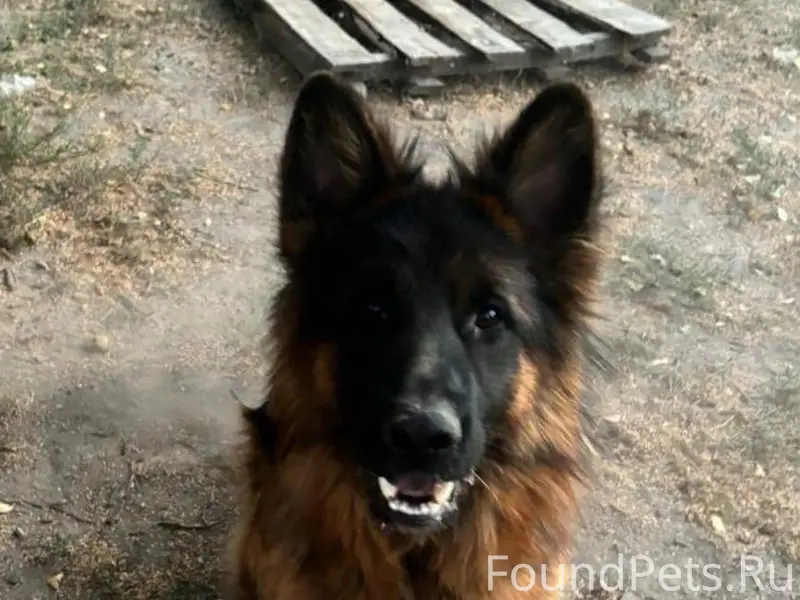 Пропал кобель немецкой овчарки, проспект Дружбы