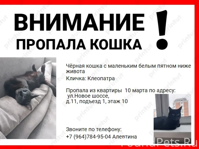 Пропала кошка Клеопатра, Новое шоссе