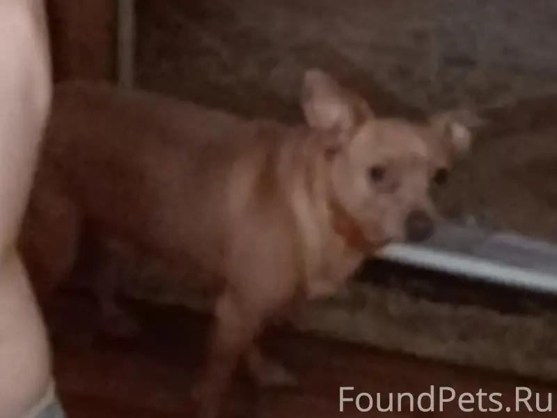 Пропал русский той-терьер, район д. Татинки