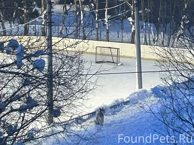 Найденна собака, каток, стадион