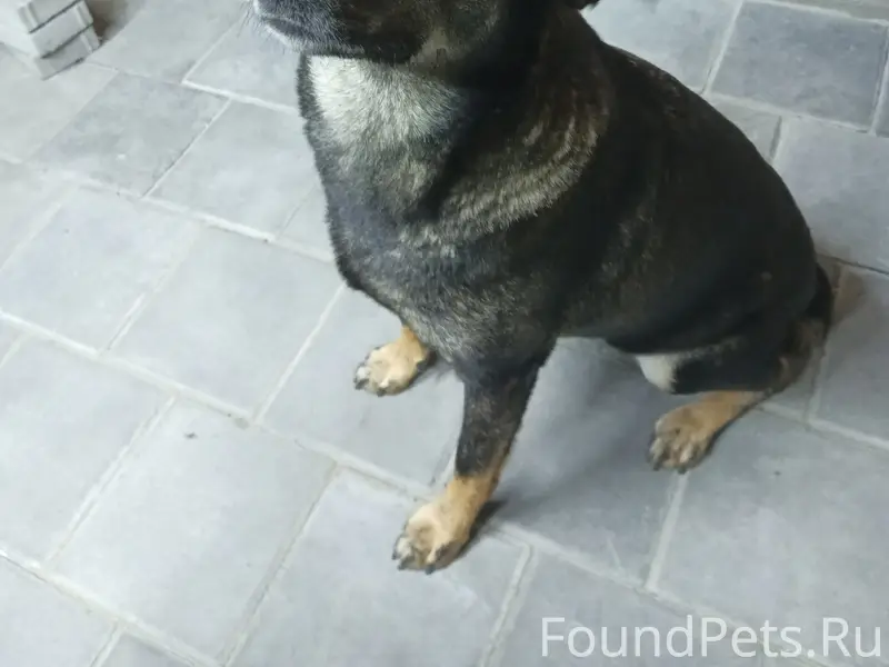 Пропала дворняжка Чапа, Ростов на Дону