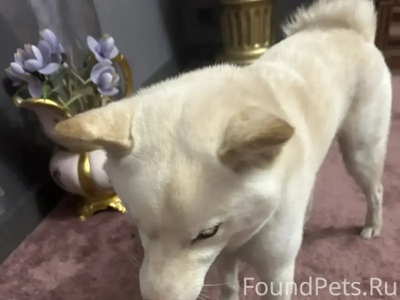 Найден пёс, похож на сибу-ину, центральный район