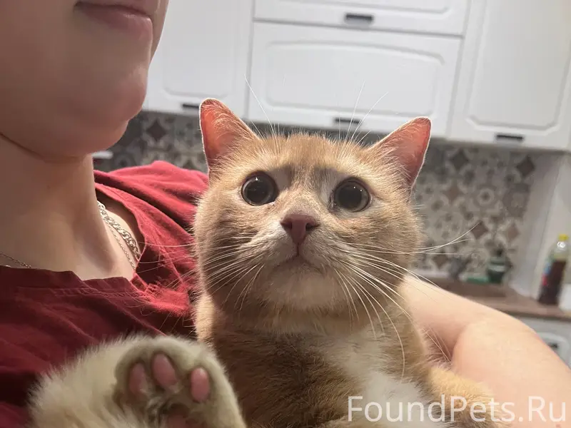 Найден кот, Финский парк