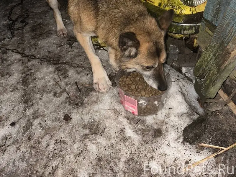 Найдена собака, Тосно, сбита, перелом лапы