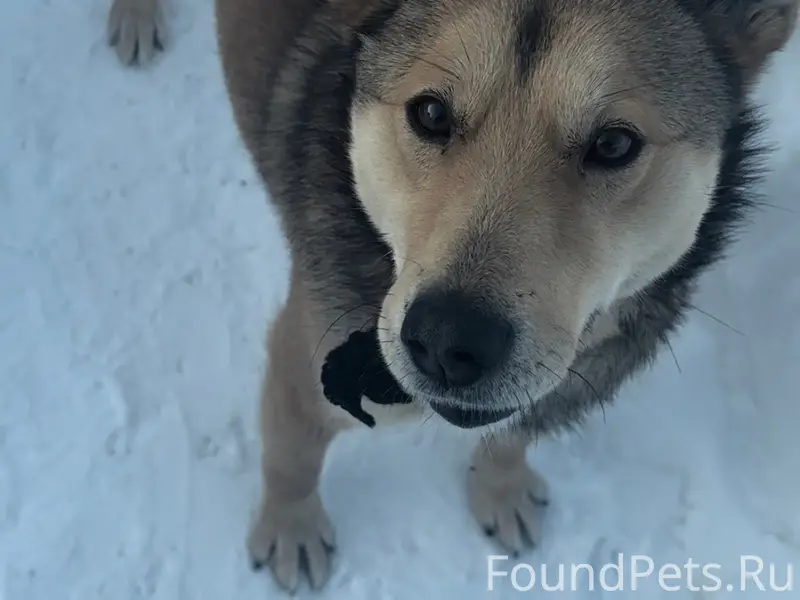 Пропал пёс, возможно раненый