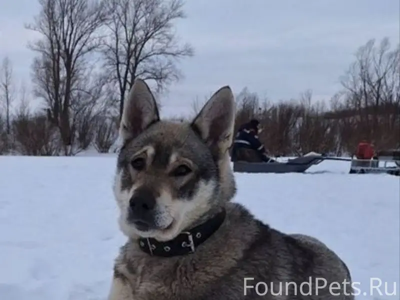 Пропала собака волчьего окраса, с. Русский Юрмаш