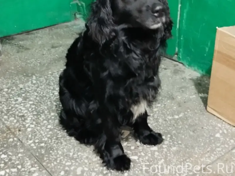 Найден прямошёрстный брюнет, остановка 'Верхняя островская'