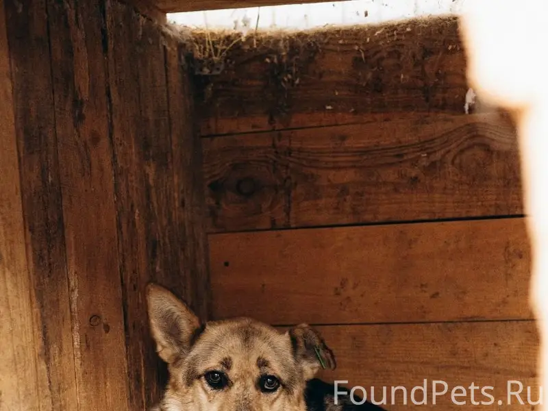 Пропала собака, Березовка