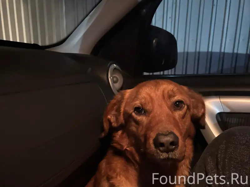 Найден кобель, трасса около Логвино