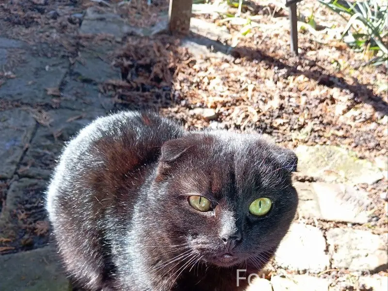 Пропал котик Кузя, Таганрог, район Михайловки