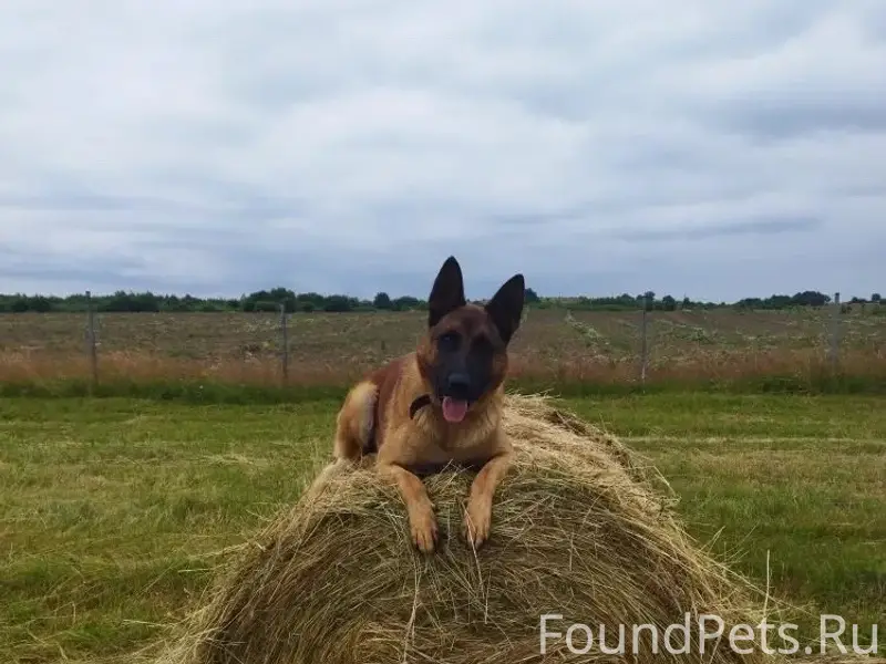 Пропал метис немецкой овчарки Алтай, Янтаровка - Баркасово