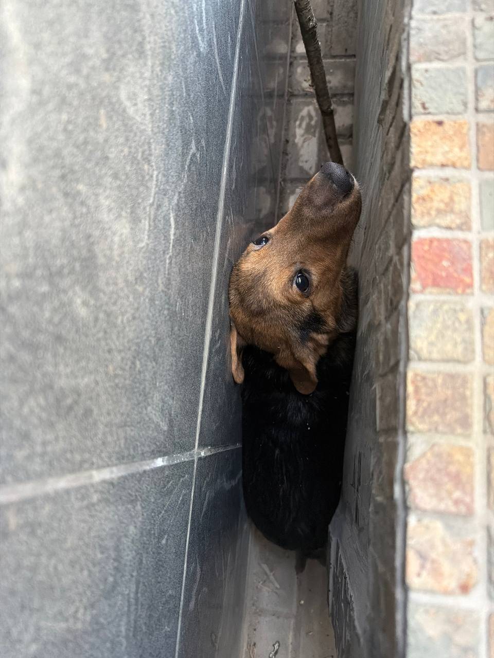 Найден щенок, девочка, ул. Введенская