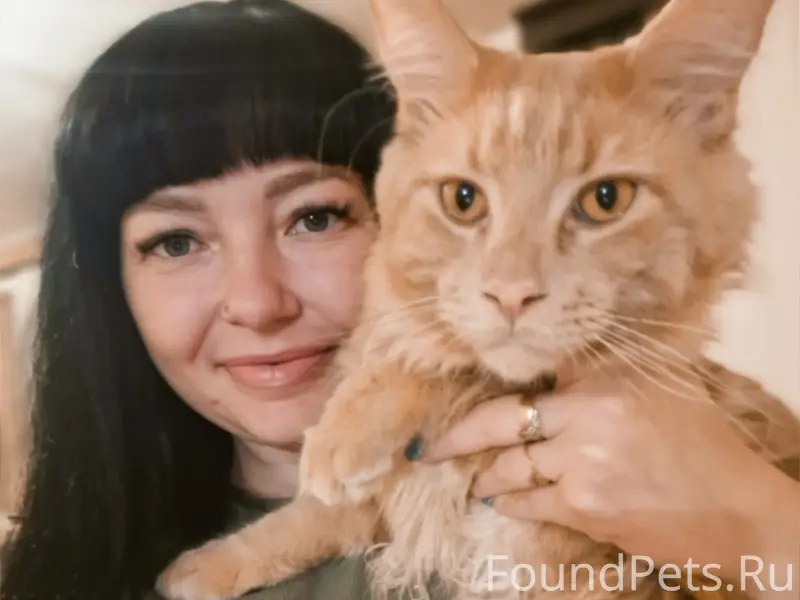 Пропал кот Алекс, Корявкко