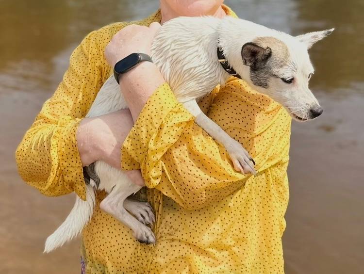 Пропала собака, похожа на той-терьера и Джек Рассел, Зеленоградская