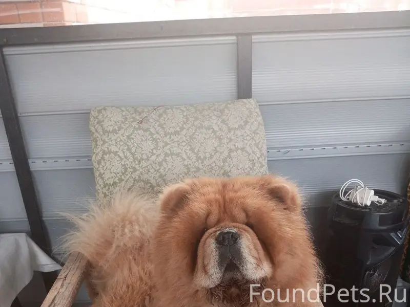 Пропал Чау-Чау Арчи, село Осколище