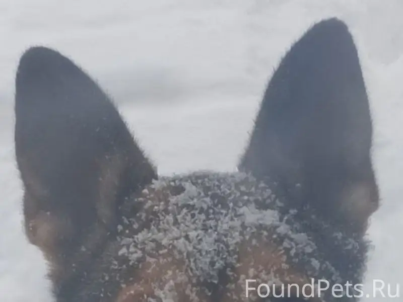 Пропала собака Веста, Щеглевское