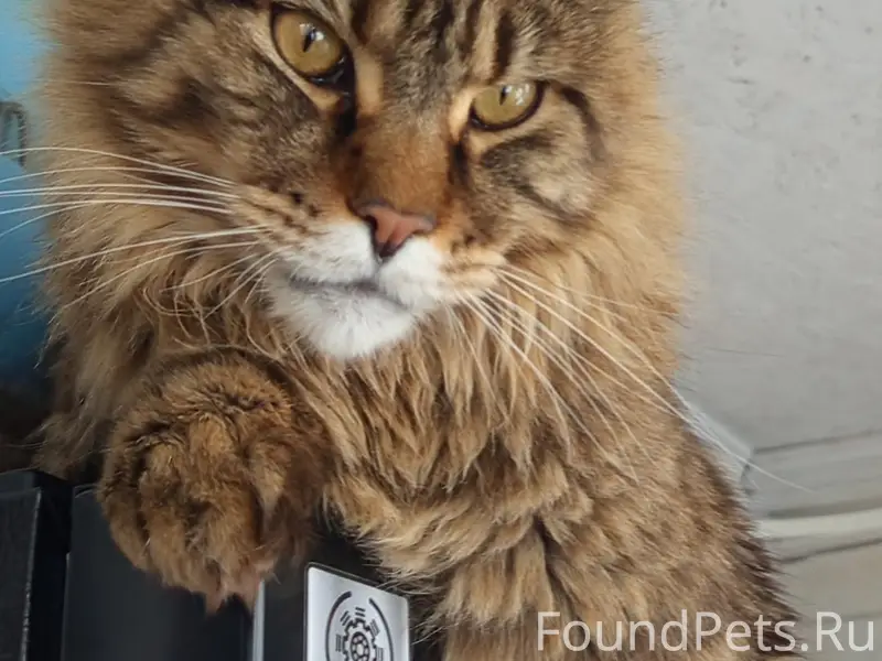 Пропал мейнкун Велес, деревня Старые Бегуницы