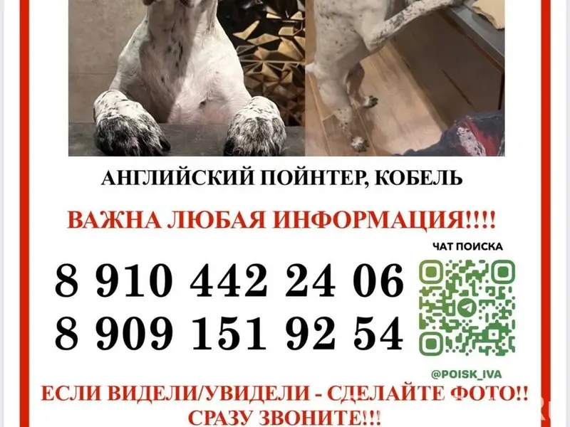 Пропал Английский пойнтер, Одинцово, Папушево/Горки-10