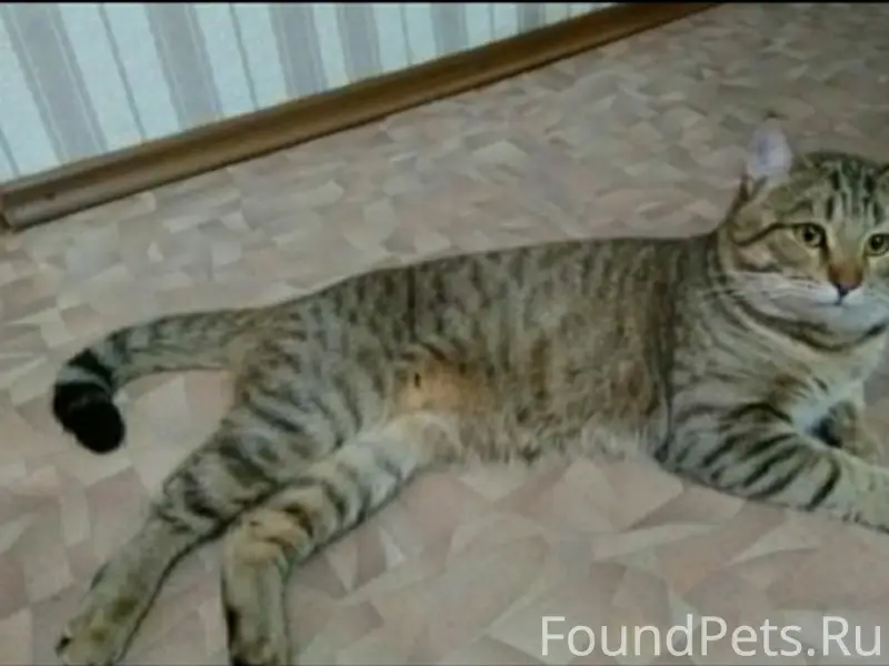 Пропал кот, ул. Жукова