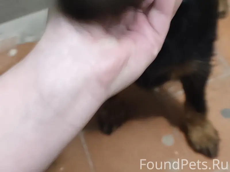 Найден пёс, Жилгород