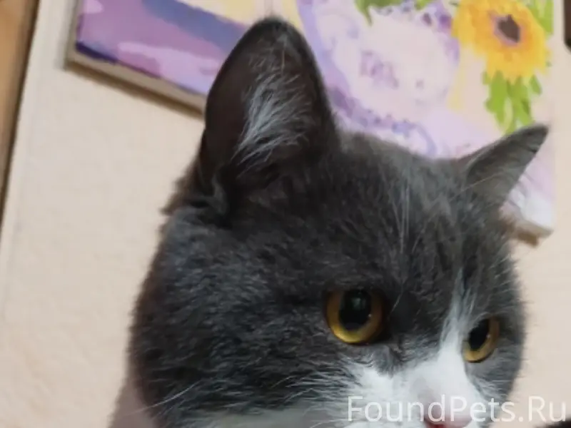 Пропал кот Кузя, район Авалона