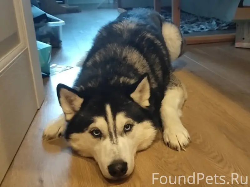 Пропал хаски Волчок, село Чернышено