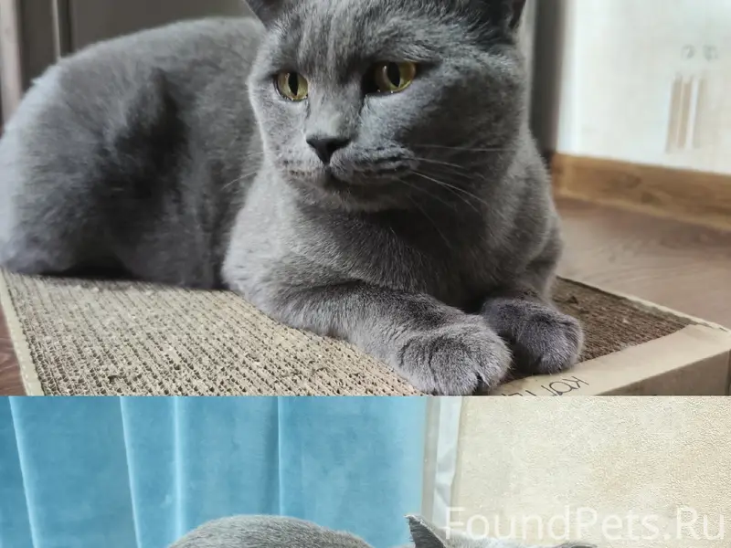 Найдена кошка, улица Павлова