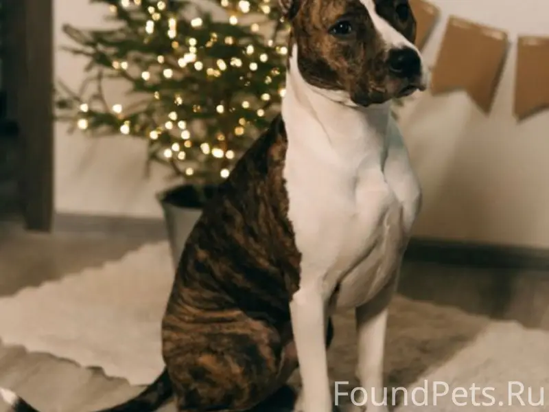 Найден тип собаки неизвестен, место неизвестно