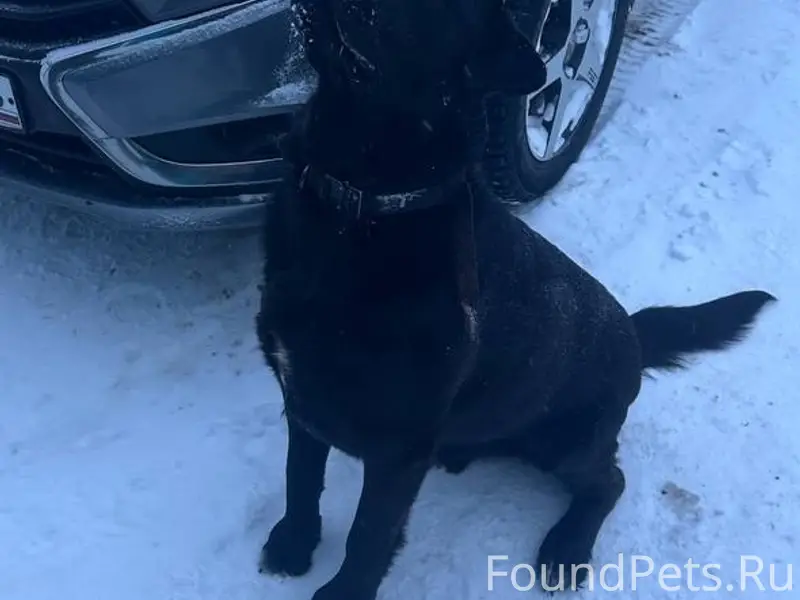 Пропал лабрадор Чарли, с. Урусово