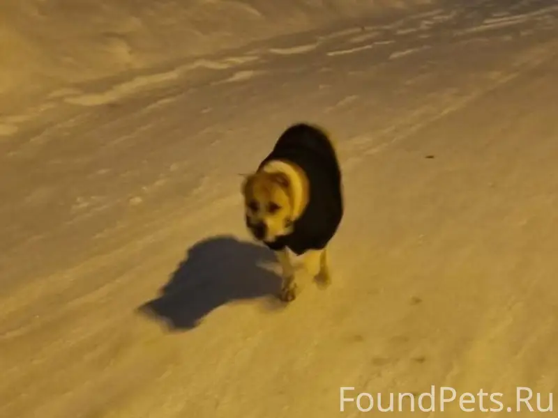 Пропала собака Алабай Амина, ул. Большевистская 8