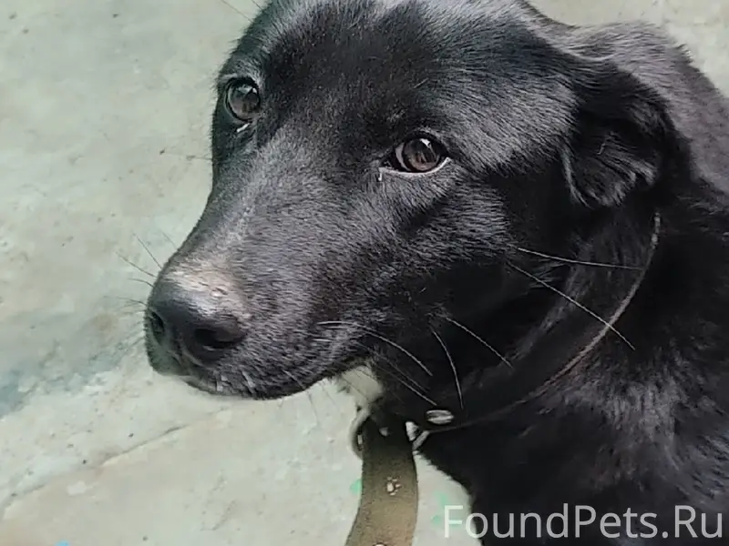 Найдена собака, между Чалтырем и Петровкой