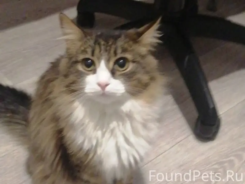 Пропал кот Пуддинг, Миасс, старая часть