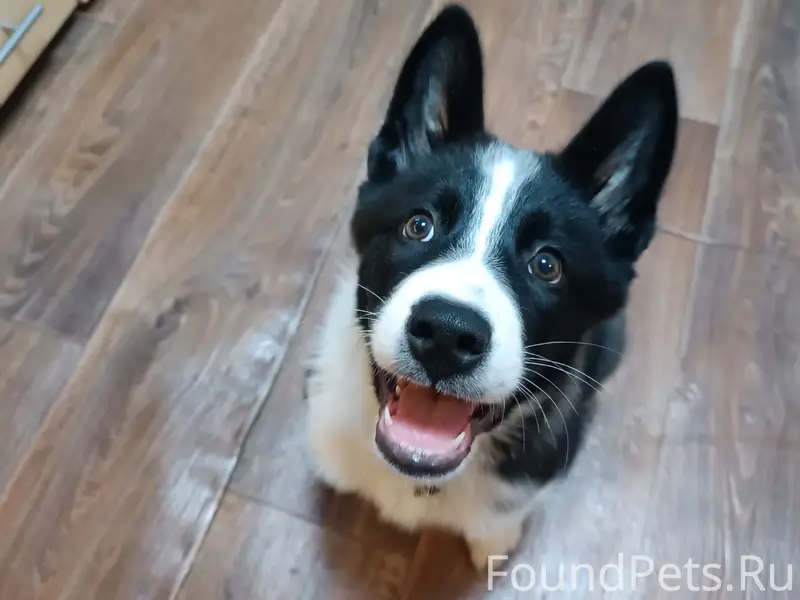 Найден щенок, Северный район, Череповец