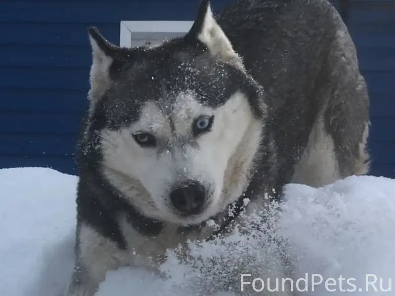 Пропала собака, ул. Гоголя
