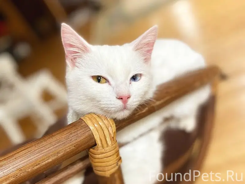 Пропал глухой белый кот, Темрюк