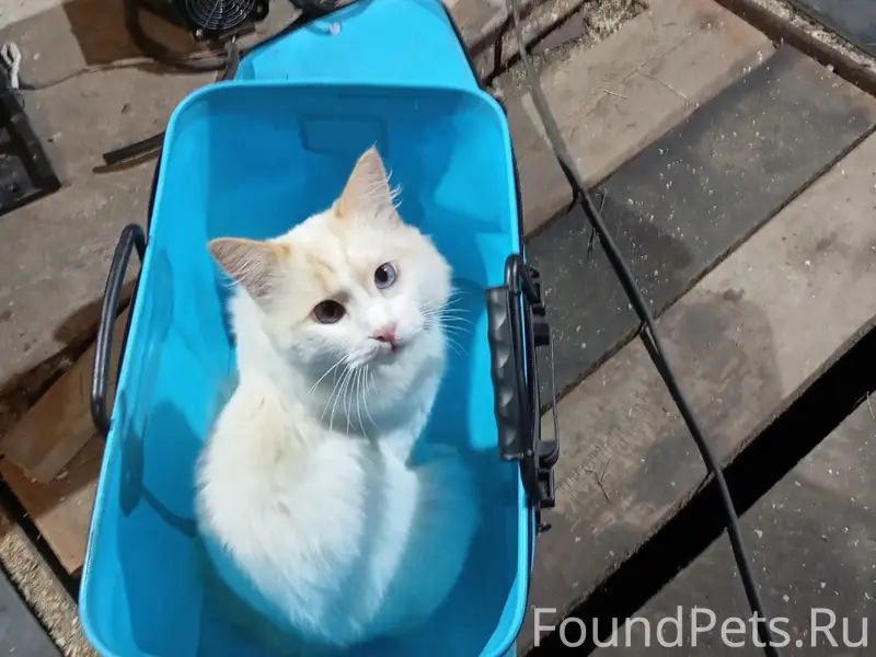 Пропал кот Перс