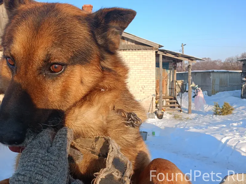 Пропал Рэм, немецкая овчарка, Вольский район