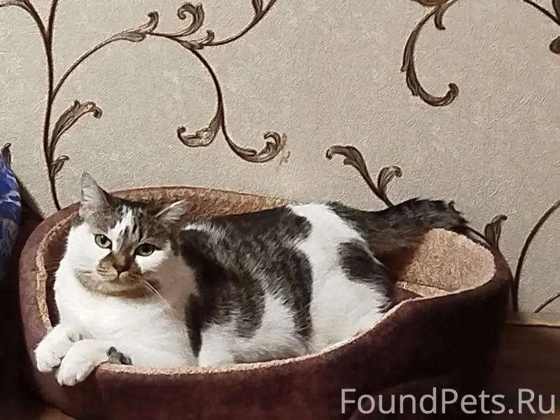 Пропала кошка Фрося, Ржев