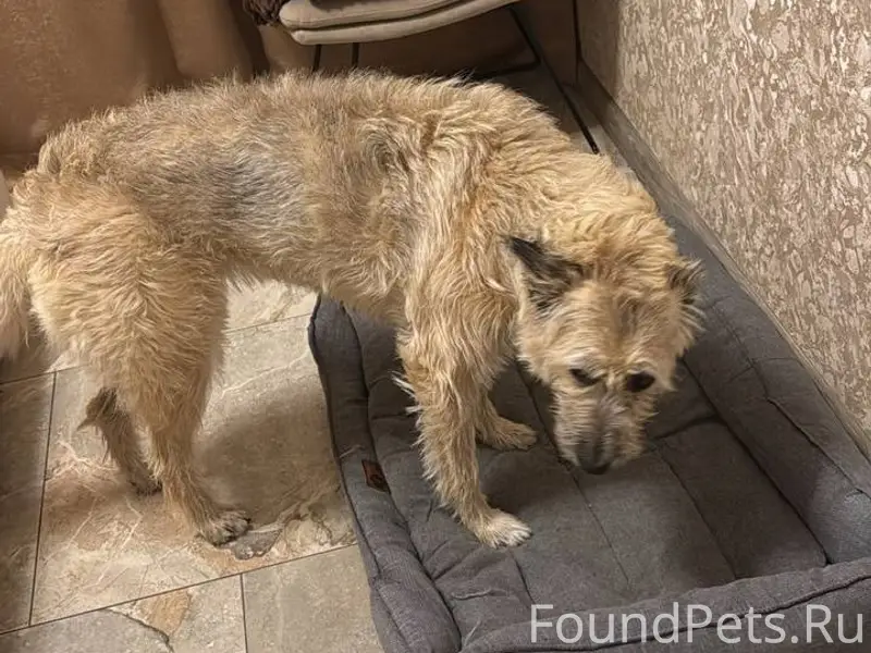 Пропала собака Умка, п. Зелёный бор