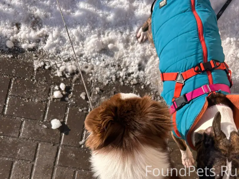 Найден кобель бордер колли, у аптеки тц Ока