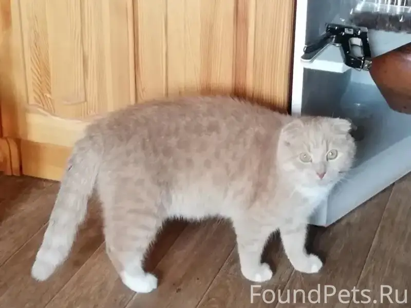 Пропал кот, район Колтуши-парк, Всеволожск