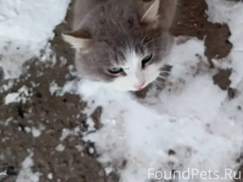 Найден кот, район городской бани