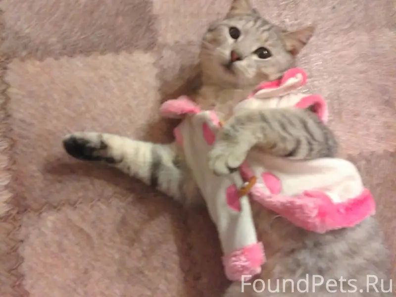 Пропал кот Боня, район Монетки