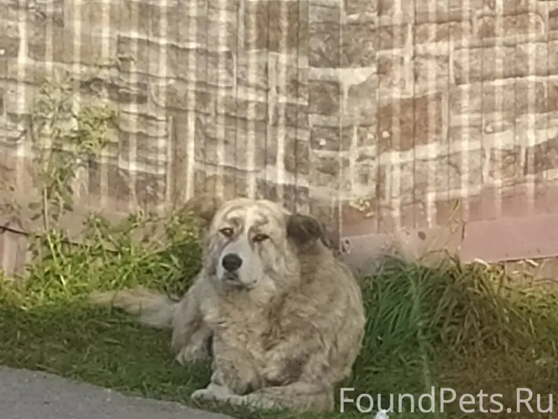 Пропала собака, Азот