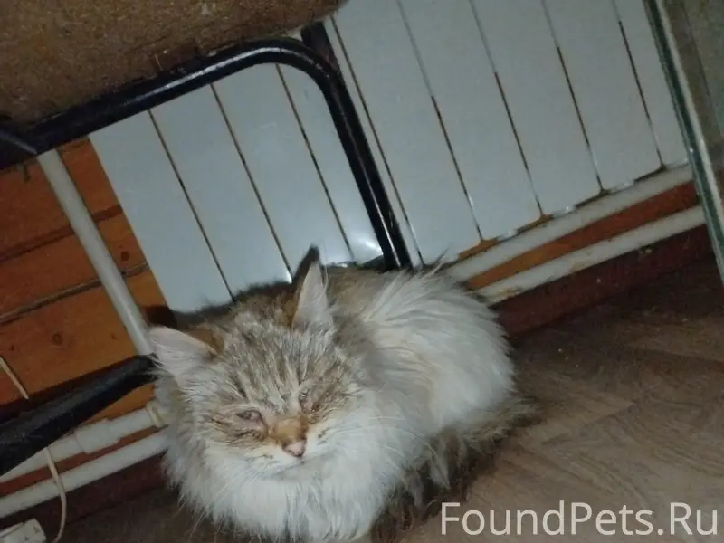 Найдена кошка, СНТ Речник